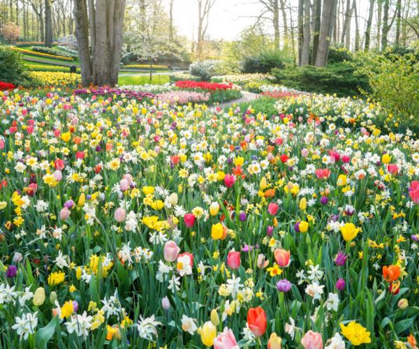 Kuva: Keukenhof