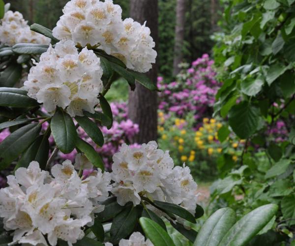 Kuva: Arboretum Mustila