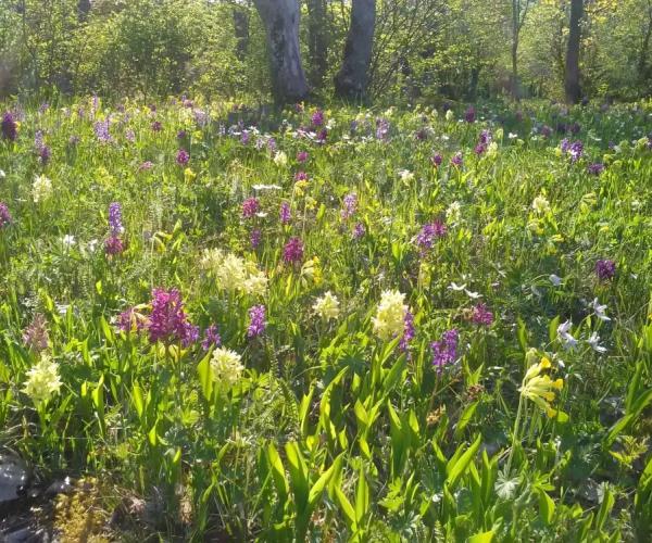 Nåtö luontopolku - kukkaniitty