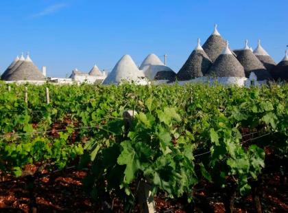 Viiniköynnökset Pugliassa