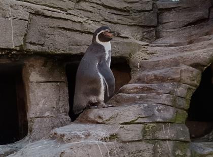 Ozeaneum pingviini