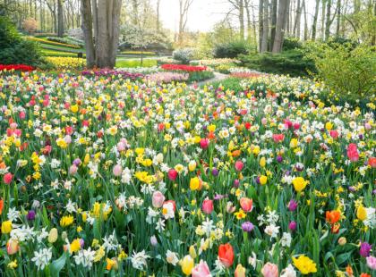 Kuva: Keukenhof