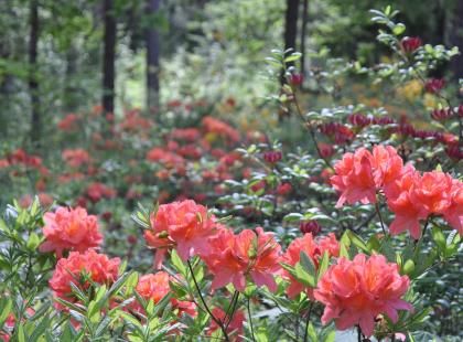 Kuva: Arboretum Mustila