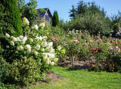 Ziedini garden