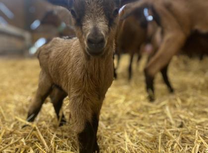 Vuohifarmi Kuva: Ferme La Borie d'Ilbert
