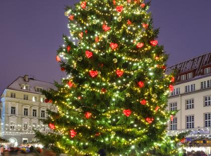 Tallinnan joulutorin joulukuusi.