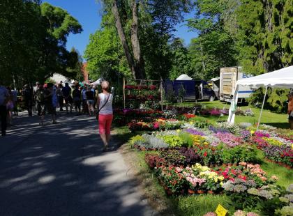 Türin kukkamarkkinoiden myyntikojuja.
