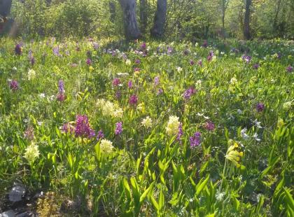 Nåtö luontopolku - kukkaniitty
