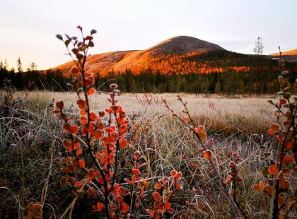 Ruskaa Ylläksellä.