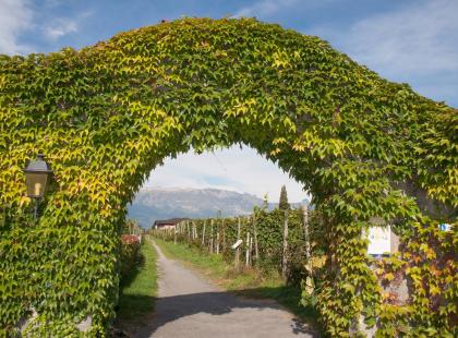 Liechtensteinin ruhtinaan viinitila.