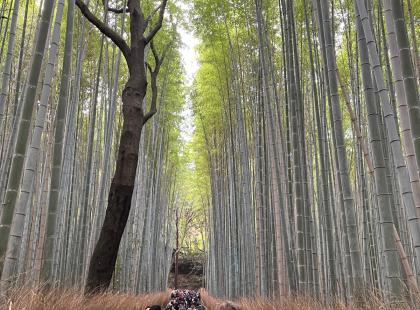 Kioton bambumetsä.