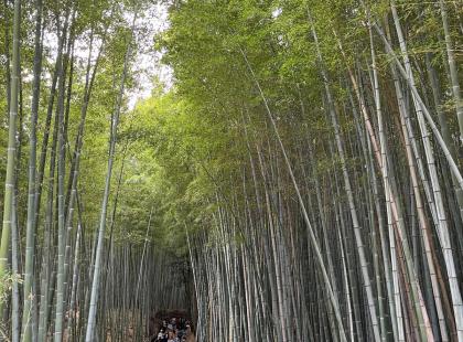 Kioton bambumetsä.