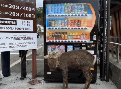 Peurojen ja temppeliden Nara.