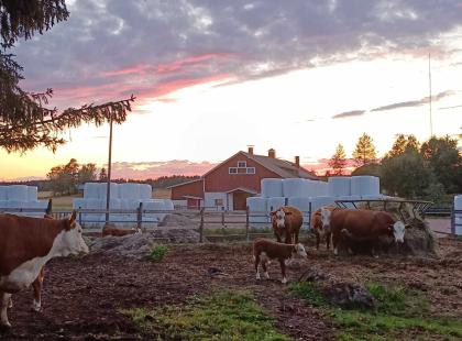Teiras Hereford maatilalla lehmiä ja lato.