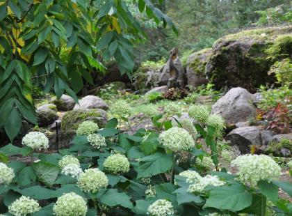 Syyshortensioita Arboretum Mustilassa.