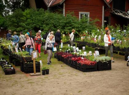Ihmisiä taimiostoksilla Mustilan Taimipäivillä.