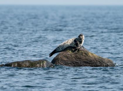 Hylje pienellä luodolla merellä.