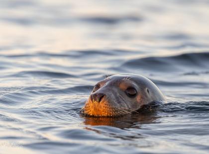 Hylje uimassa meressä.
