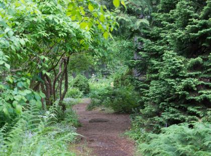 Arboretum Mustilan metsäpuutarha.