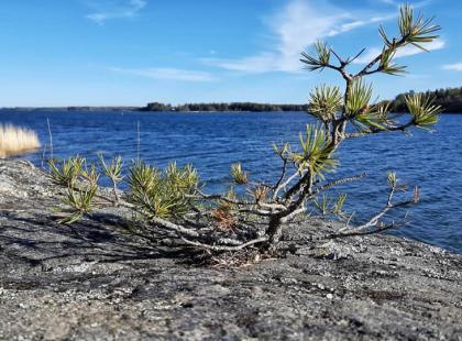 Selkämäri ja Nirvon saaren kallio.