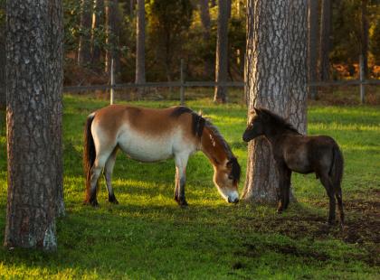 Gotlannin russ -ponit. Kuva: Jerker Andersson, Visit Sweden