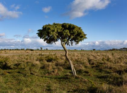 Gotlannin maaseutua. Kuva: Jerker Andersson, Visit Sweden