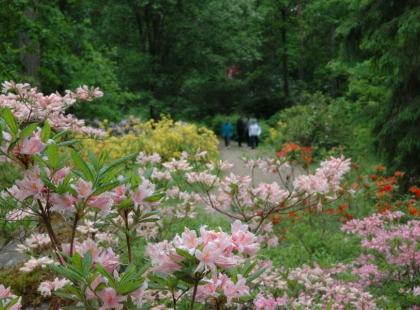 Arboretum Mustila.