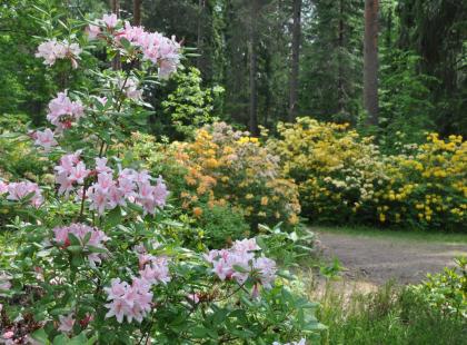 Arboretum Mustila.