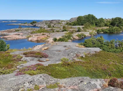 Björkön saarella kallioita ja kanervia.