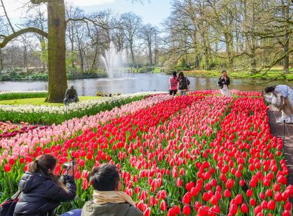 Keukenhofissa turistit kuvaamassa tulppaaneja.