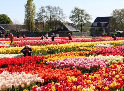 Tulip Experiencen punaisia ja keltaisia tulppaaneja.