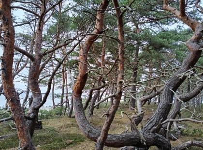 Kiemuraisia havupuita Saaristomeren kansallispuistossa. ©Matka-Launokorpi/Jenni Kosunen.